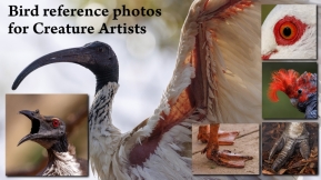 1000张供生物艺术家使用的鸟类照片 1000+ Bird photos for Creature Artists