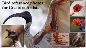 1000张供生物艺术家使用的鸟类照片 1000+ Bird photos for Creature Artists