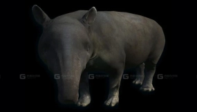 亚洲貘-Asian Tapir 3D model-27-0