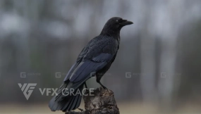 腐肉乌鸦动画3D模型 Carrion Crow Animation