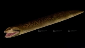 泰坦巨蟒 1 Titanoboa 1