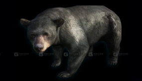 亚洲黑熊-Asian Black Bear 3D model-28-0