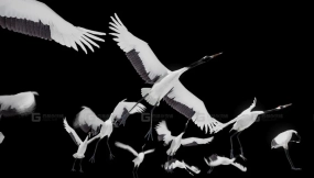 【UE】丹顶鹤  Red Crowned Crane