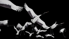 【UE】丹顶鹤  Red Crowned Crane