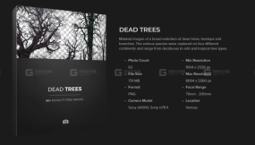 枯树贴图素材  Dead Trees