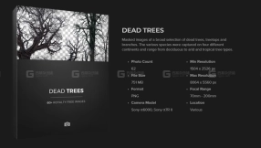 枯树贴图素材  Dead Trees