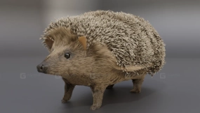 刺猬  Hedgehog