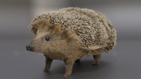 刺猬  Hedgehog