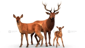 【UE】红鹿家族  Red Deer Family