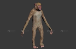 恒河猴-Rhesus 3D model-20-0