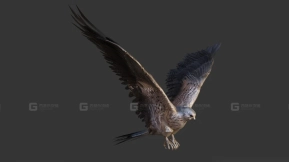 红隼 Kestrel 43