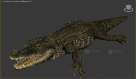 鳄鱼-Alligator 3D model-15-0