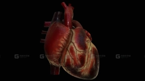 解剖学人体心脏模型 Anatomical Human Heart