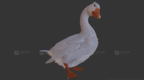 鹅 Goose 38
