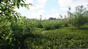【UE】灌木丛合集带风动画 Free Shrubs Pack (Ultra Realistic Wind)