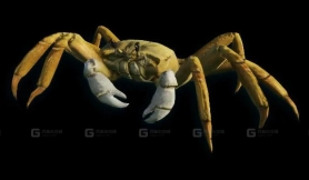 螃蟹 Crab 32