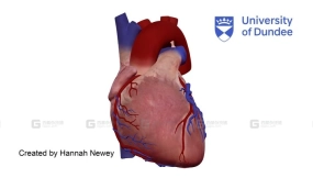 心脏解剖外部视图 Cardiac Anatomy External view of human heart