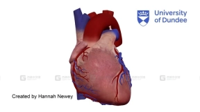 心脏解剖外部视图 Cardiac Anatomy External view of human heart
