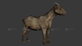 山羊 Goat 17