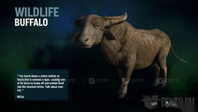 水牛 Buffalo 35