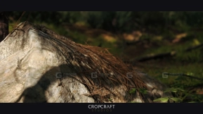 【UE】红松林生物群落  Red Pine Biome