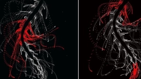 纯数学构建的脉动红色生物