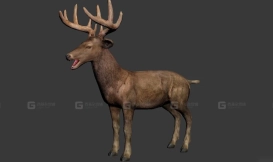 鹿 Deer 12