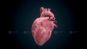 人类心脏心跳动画低模 Human Heart - heartbeat animation Low-poly 3D model