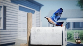 【UE】动物王国蓝知更鸟 Animalia - Bluebird