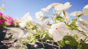 【UE】Nanite 花卉包  Nanite Flower Pack