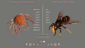 免费生物解剖参考应用Arthropods