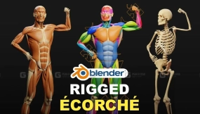 肌肉解剖 – 肌肉模型绑定  Muscle Anatomy – Ecorche Rigged