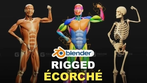 肌肉解剖 – 肌肉模型绑定  Muscle Anatomy – Ecorche Rigged