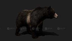 逼真动画黑熊3D模型 Realistic Animated Black Bear 3D Model