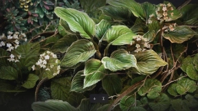 34个植物叶子模型