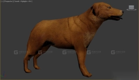 狗 Dog 10