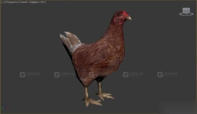 鸡 Chicken 7