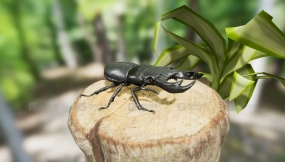【UE】昆虫包  Insect Pack