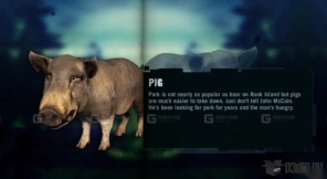 猪 Pig 32