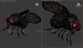 苍蝇-Fly 3D model-19-0