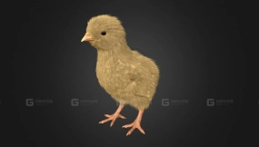 长羽毛的小鸡 Feathered Chick