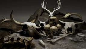 骷髅与骸骨  Skulls And Bones