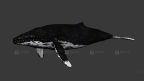 生物座头鲸 Biologic humpback whale 8