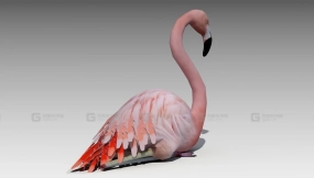 【UE】火烈鸟动画  Flamingo Animated