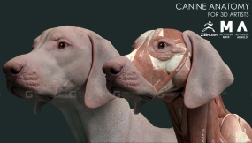狗犬科动物骨骼肌肉解剖模型 Canine Anatomy Model