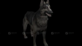 德国牧羊犬 German shepherd 16