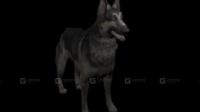 德国牧羊犬 German shepherd 16