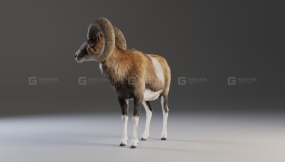 欧洲山羊模型 European Mouflon Male Animated