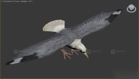 海鸥 Seagull 12