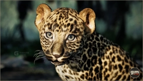 【UE】动物模型豹幼年 Animalia – Leopard young